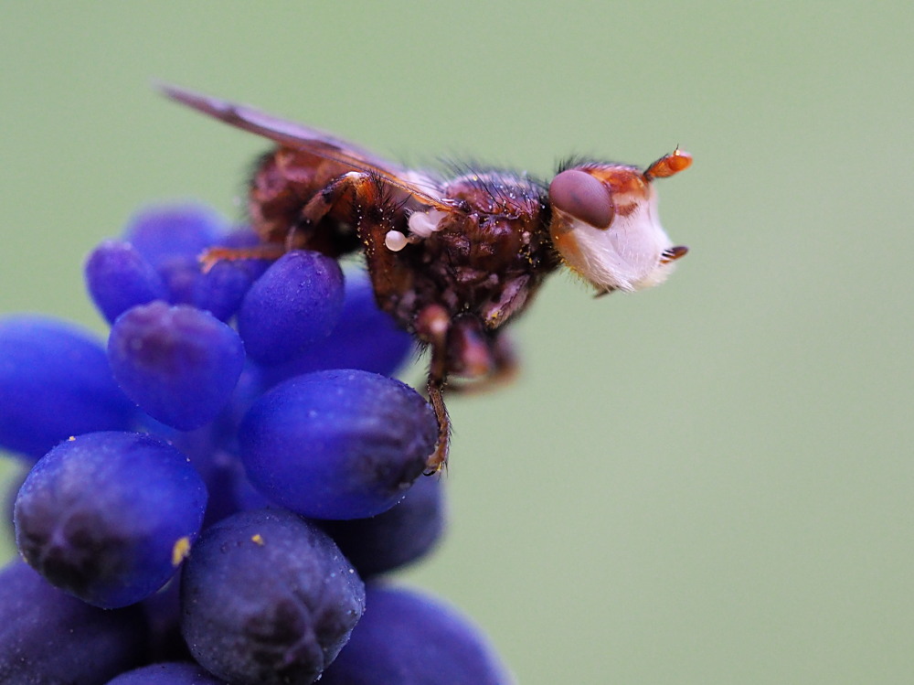 Conopidae: Myopa pellucida (cfr.)