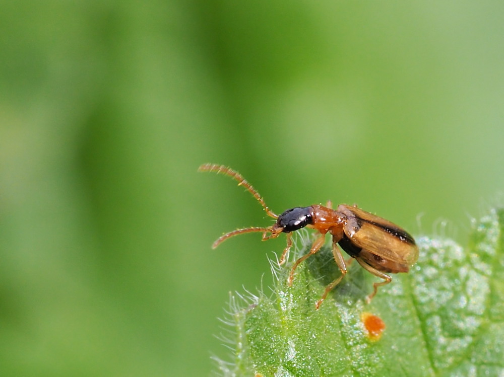 Carabidae: Demetrias atricapillus del Conero