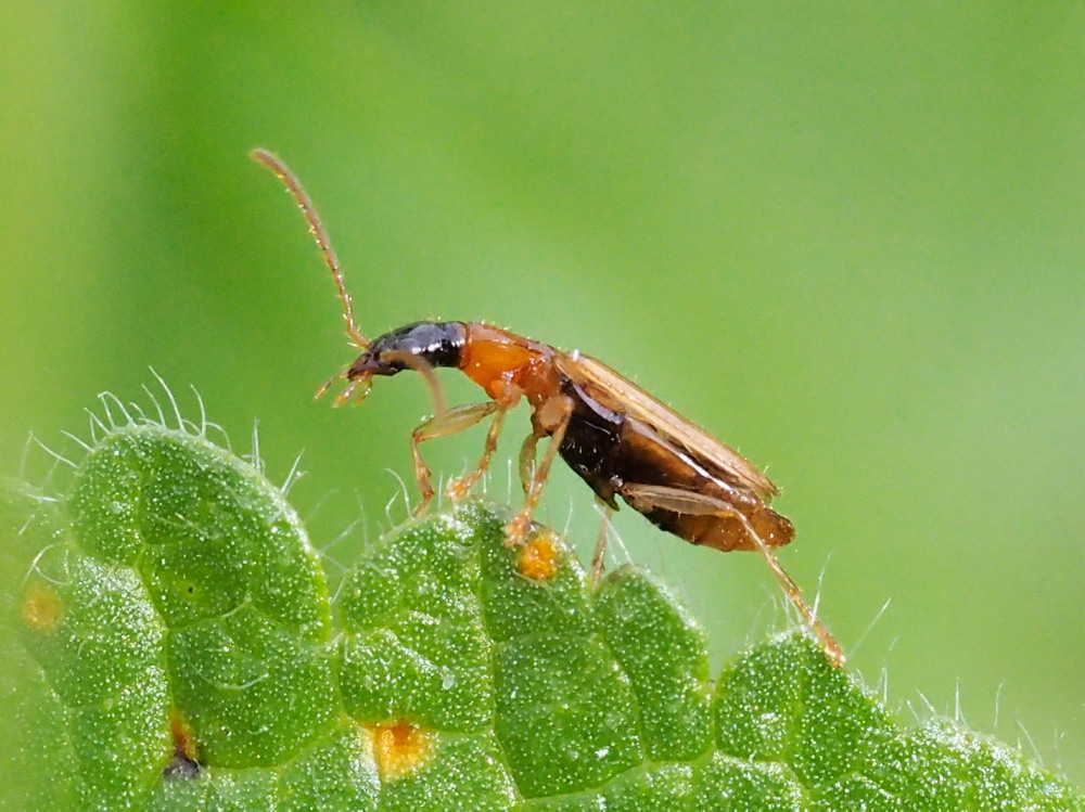 Carabidae: Demetrias atricapillus del Conero