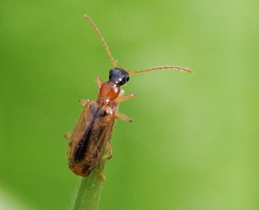 Carabidae: Demetrias atricapillus del Conero