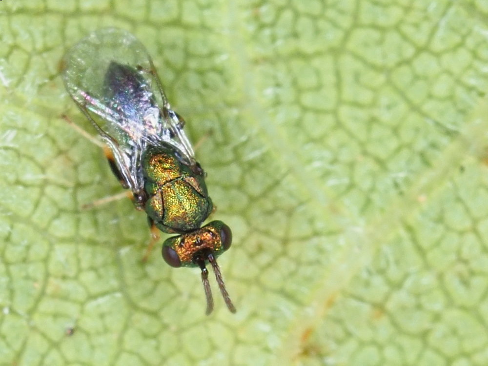 Chrysididae? No,.....Pteromalidae