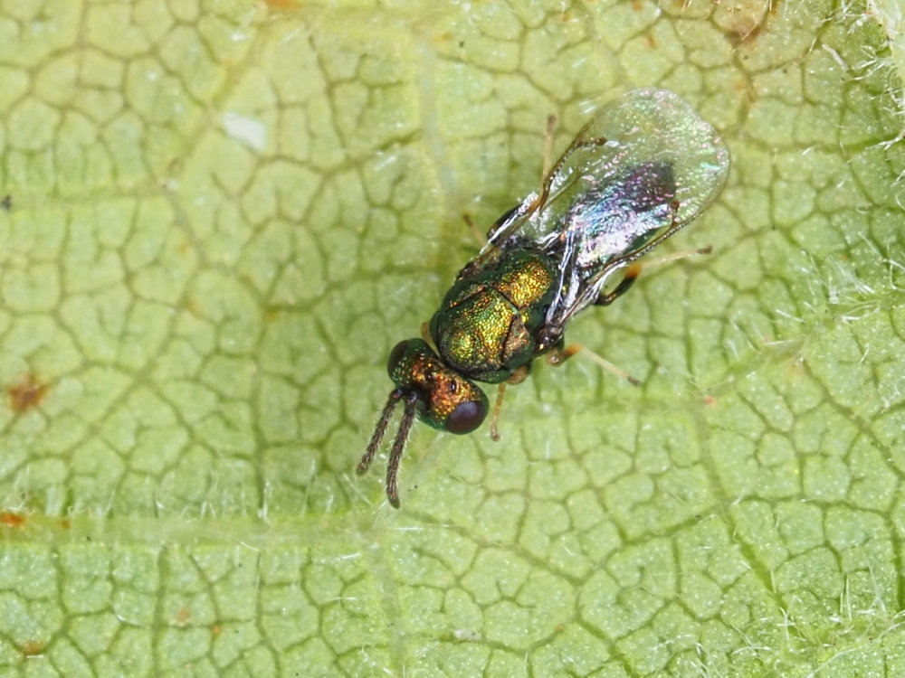 Chrysididae? No,.....Pteromalidae