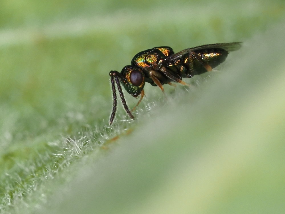 Chrysididae? No,.....Pteromalidae