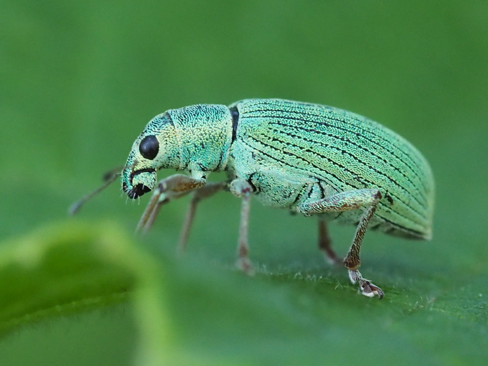 Curculionidae: Polydrusus formosus?  S !