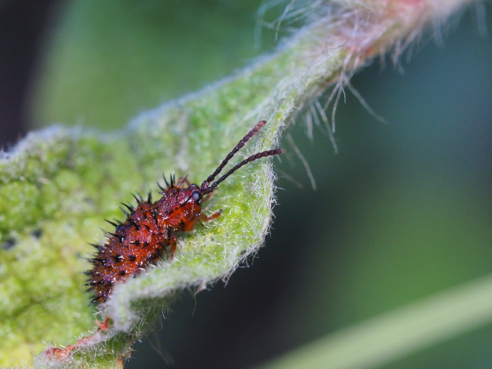 Chrysomelidae: Dicladispa testacea? S.