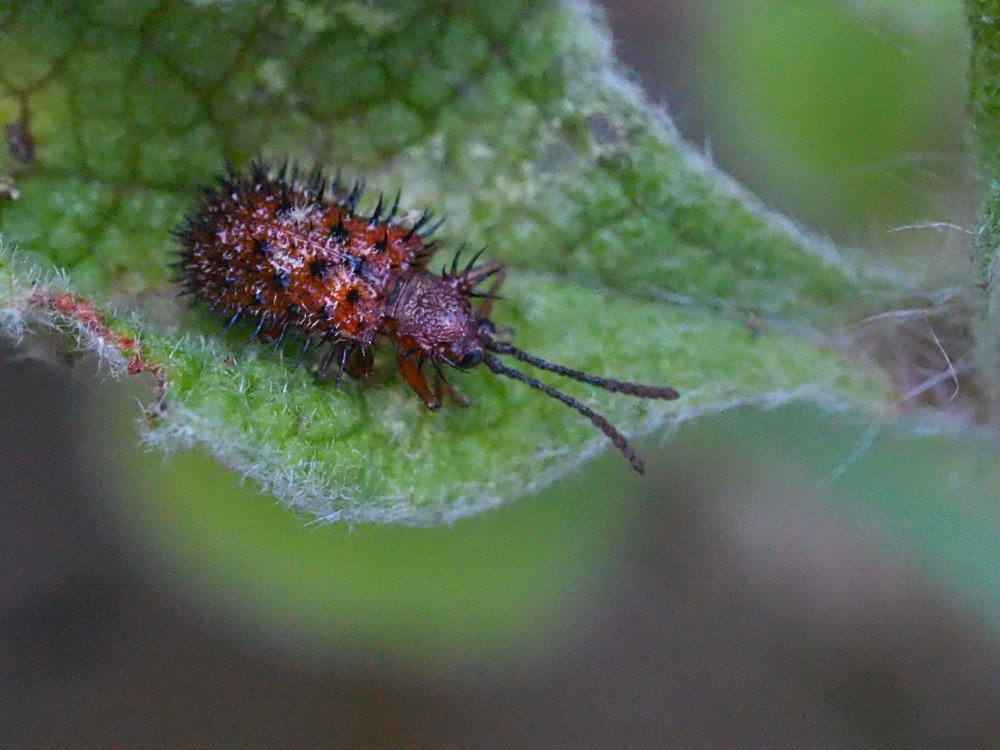 Chrysomelidae: Dicladispa testacea? S.