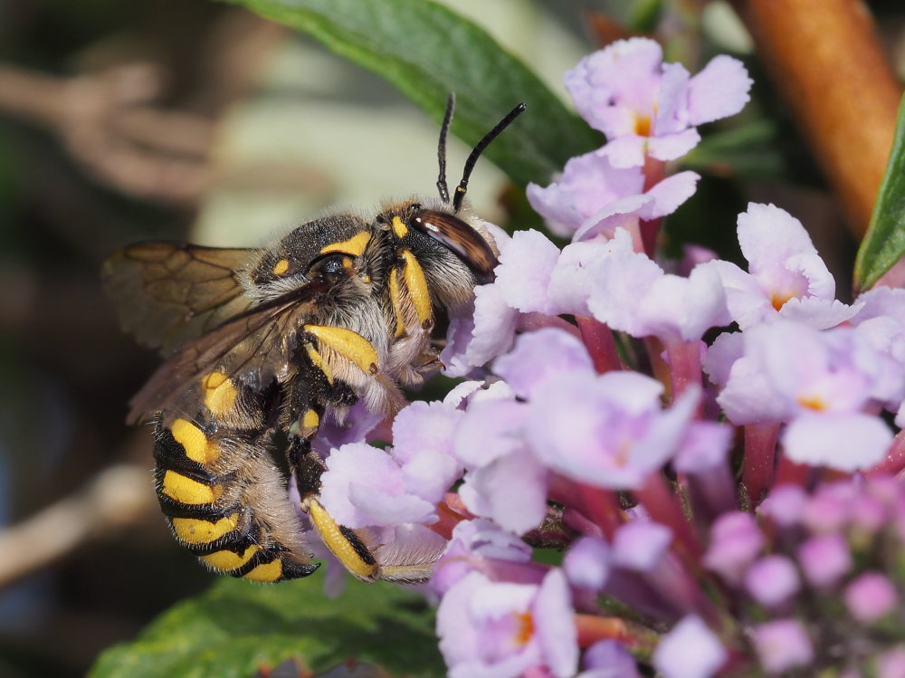 Apidae Megachilinae: maschio di Anthidium florentinum