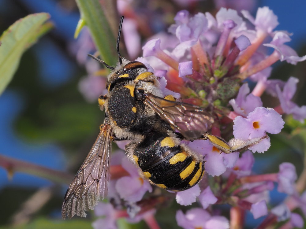 Apidae Megachilinae: maschio di Anthidium florentinum