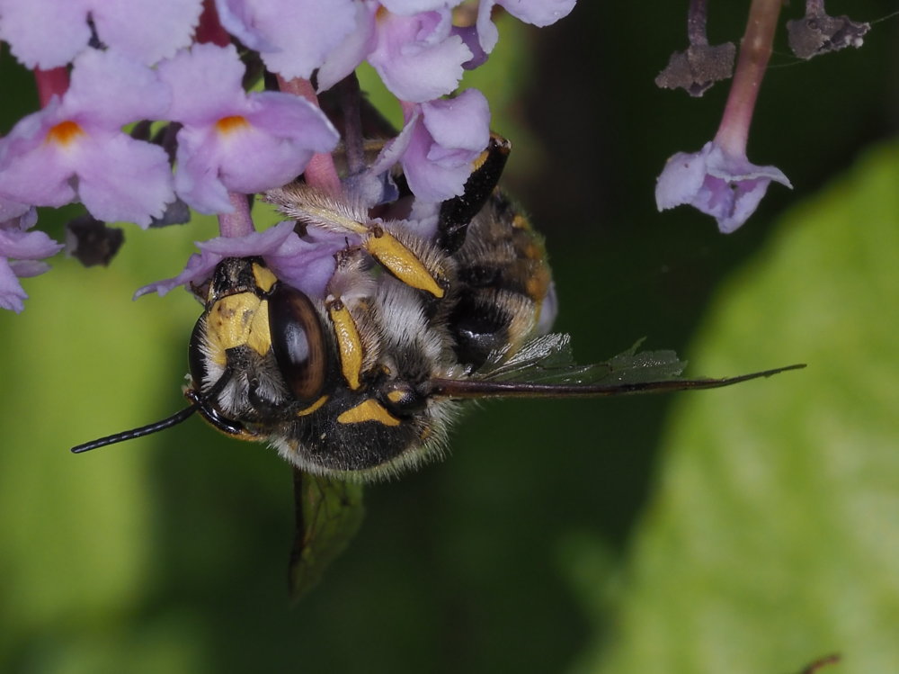 Apidae Megachilinae: maschio di Anthidium florentinum