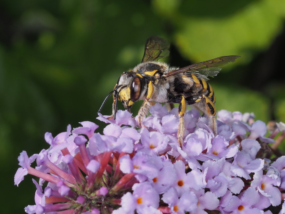 Apidae Megachilinae: maschio di Anthidium florentinum