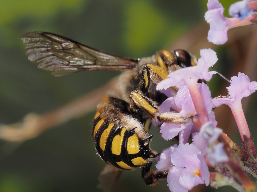 Apidae Megachilinae: maschio di Anthidium florentinum