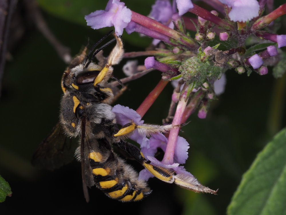 Apidae Megachilinae: maschio di Anthidium florentinum