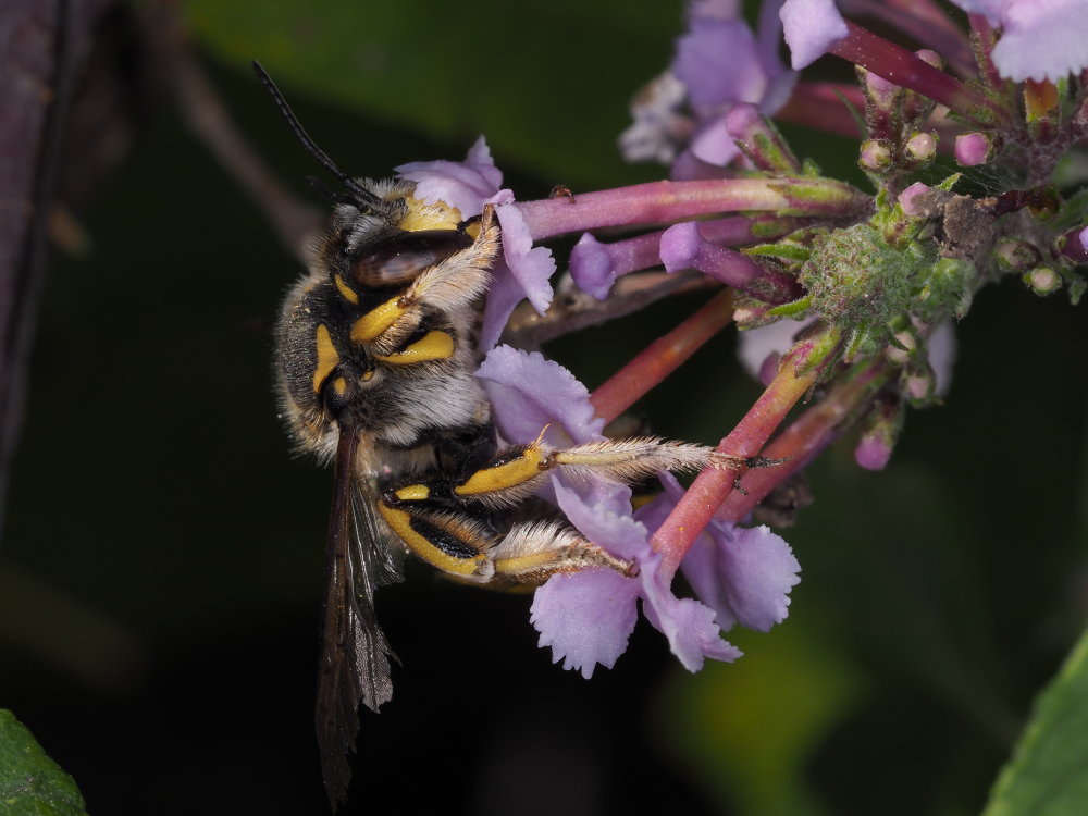 Apidae Megachilinae: maschio di Anthidium florentinum