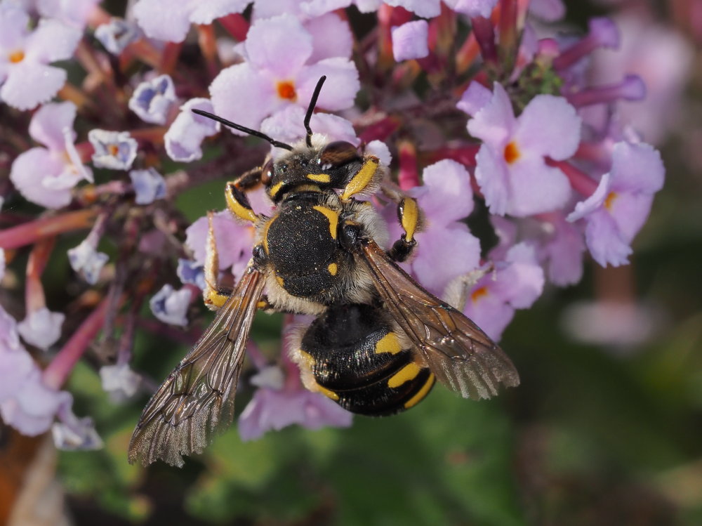 Apidae Megachilinae: maschio di Anthidium florentinum