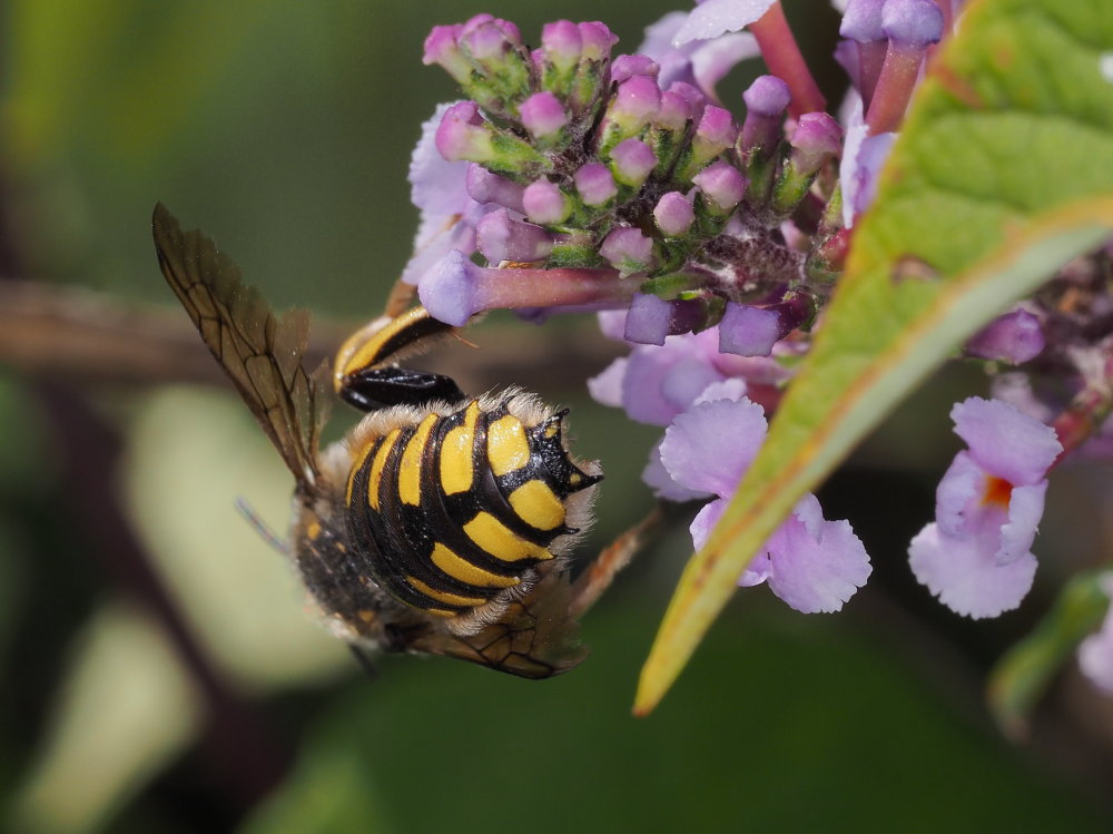 Apidae Megachilinae: maschio di Anthidium florentinum