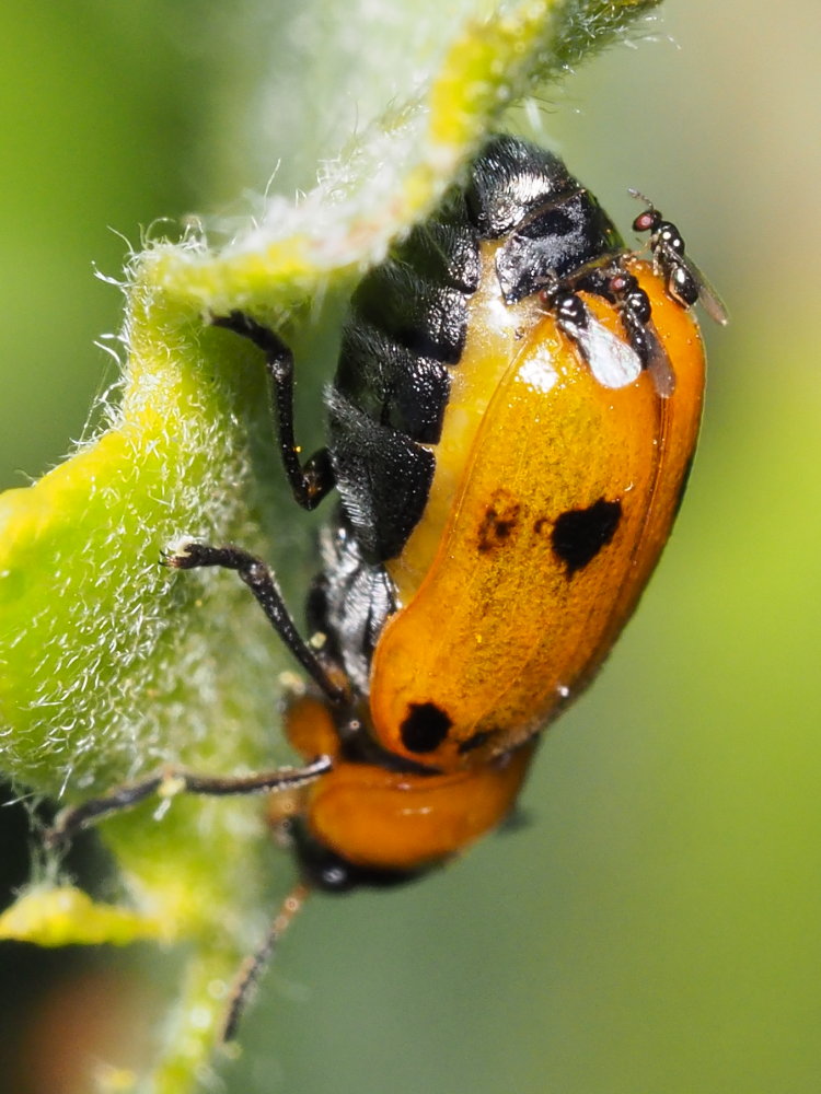 Pteromalidae? In attesa di deporre nelle uova di Macrolenes dentipes (Chrysomelidae)