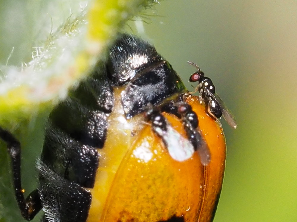 Pteromalidae? In attesa di deporre nelle uova di Macrolenes dentipes (Chrysomelidae)