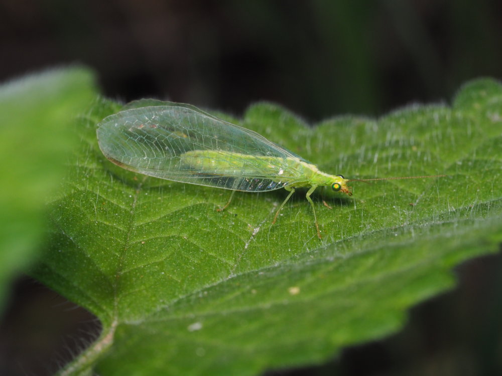 Chrysopidae: Chrysoperla sp. (cfr. agilis ?)