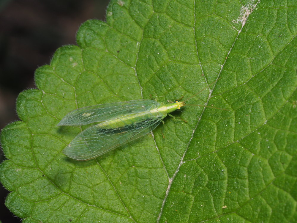 Chrysopidae: Chrysoperla sp. (cfr. agilis ?)