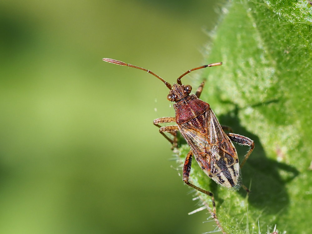 Rhopalidae: Rhopalus subrufus?  No, Stictopleurus sp.