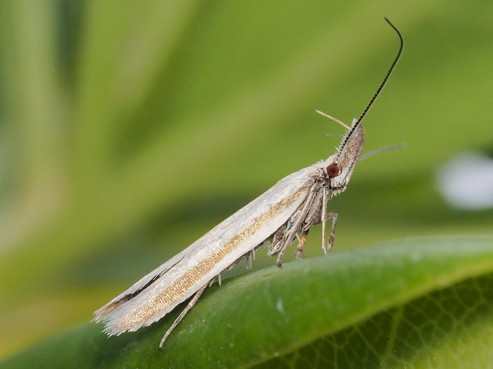 Microlepidottero da identificare: Pleurota pyropella - Oecophoridae