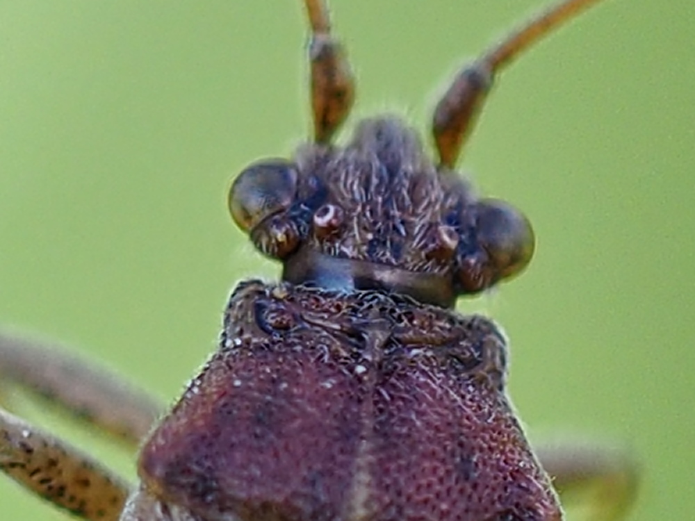 Rhopalidae: Rhopalus subrufus?  No, Stictopleurus sp.