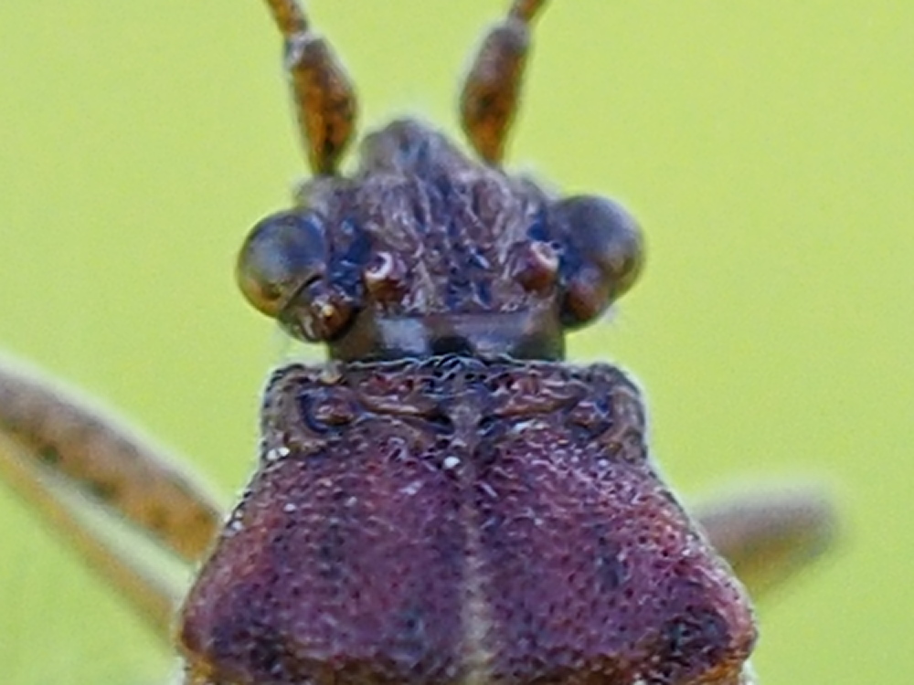 Rhopalidae: Rhopalus subrufus?  No, Stictopleurus sp.