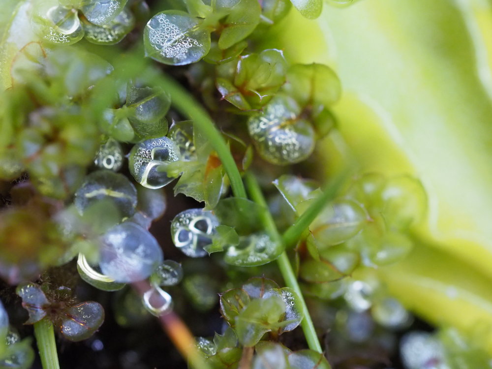 Rhizomnium punctatum