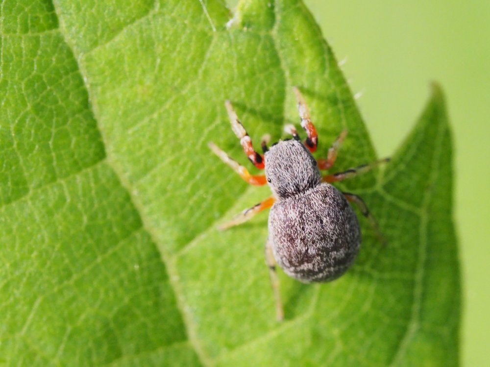 Ballus rufipes - Osimo (AN)