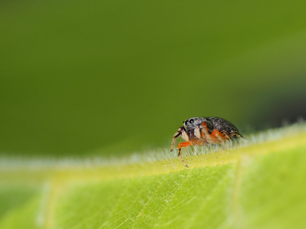 Ballus rufipes - Osimo (AN)