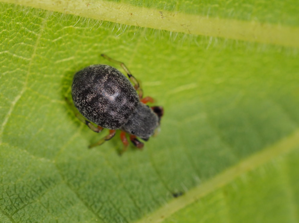 Ballus rufipes - Osimo (AN)