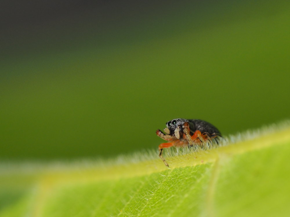 Ballus rufipes - Osimo (AN)