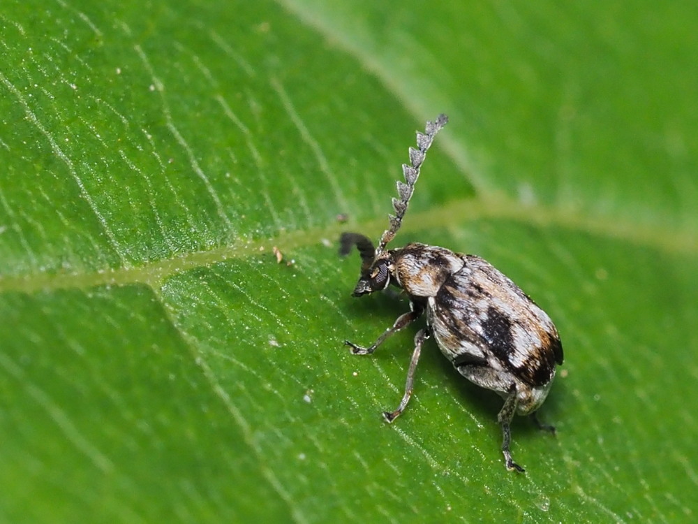 Chrysomelidae Bruchinae: Bruchidius bimaculatus? Forse s