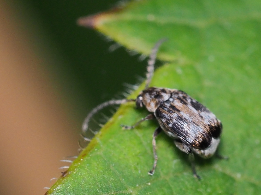 Chrysomelidae Bruchinae: Bruchidius bimaculatus? Forse s