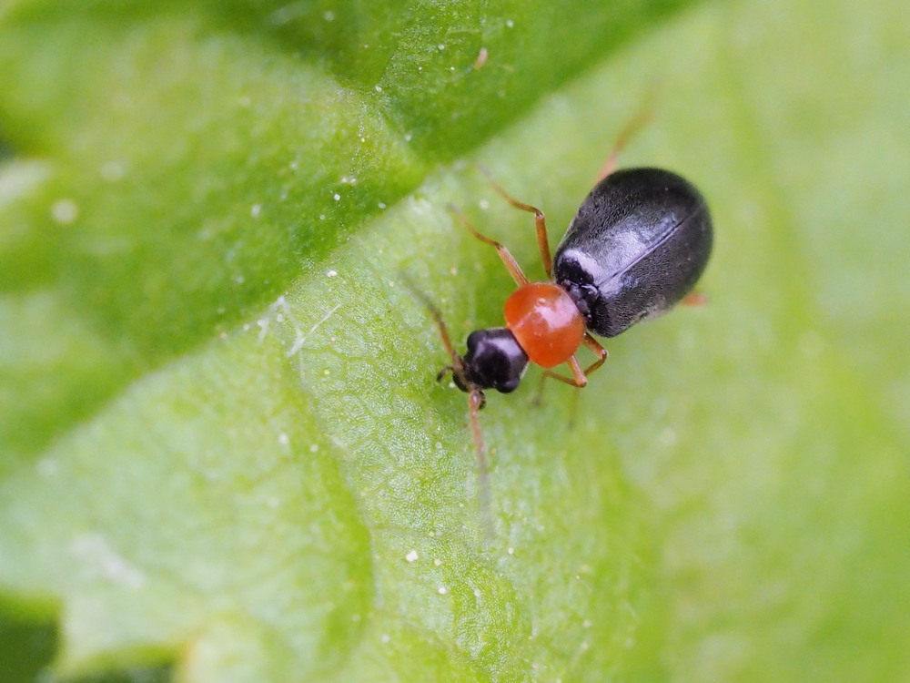 Da identificare: Malachiidae, gn Ebaeus o Hypebaeus sp.