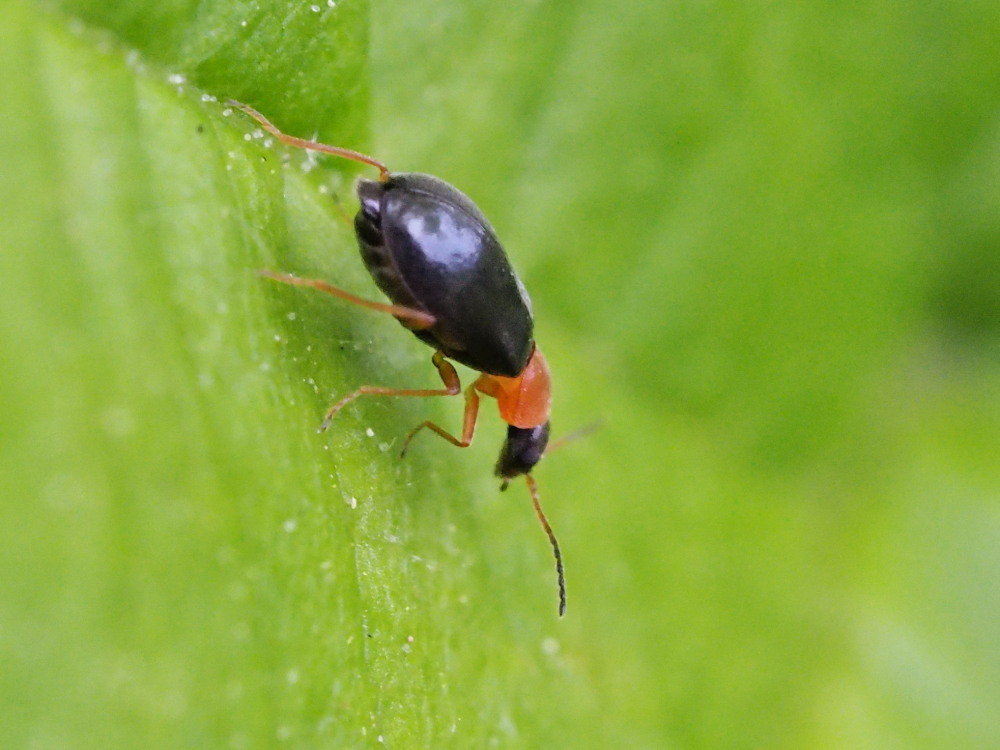 Da identificare: Malachiidae, gn Ebaeus o Hypebaeus sp.