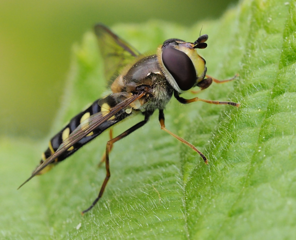 Syrphidae: Scaeva pyrastri?  No, Eupeodes cfr. luniger