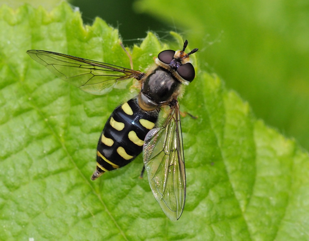 Syrphidae: Scaeva pyrastri?  No, Eupeodes cfr. luniger