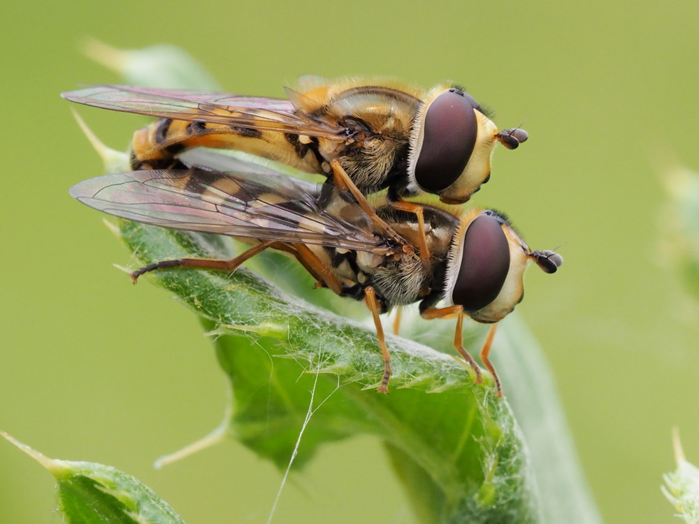 Syrphidae: Syrphus ribesii?  S !