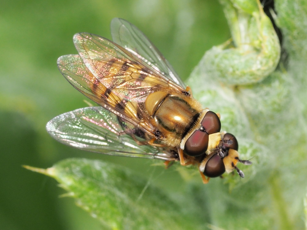 Syrphidae: Syrphus ribesii?  S !