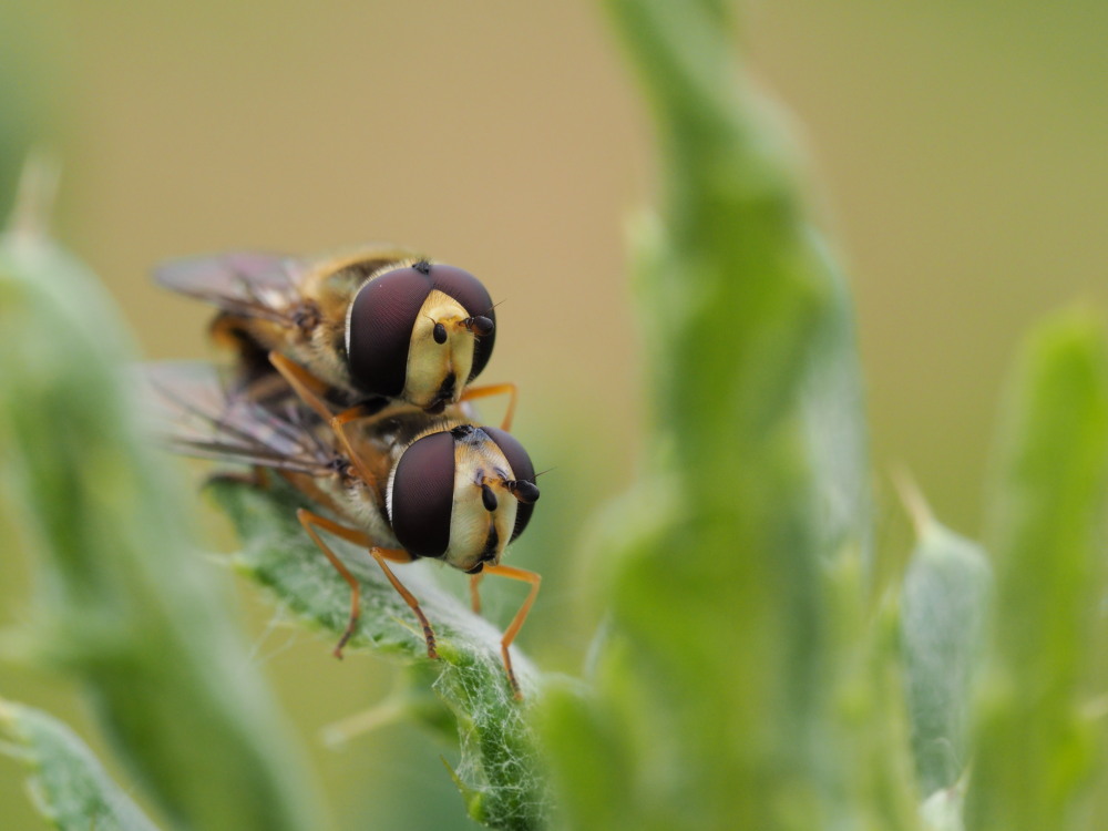 Syrphidae: Syrphus ribesii?  S !