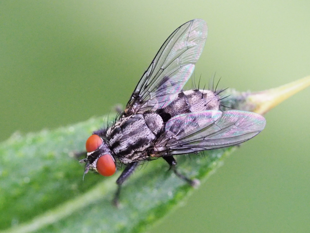 Sarcophaga sp. (Sarcophagidae)