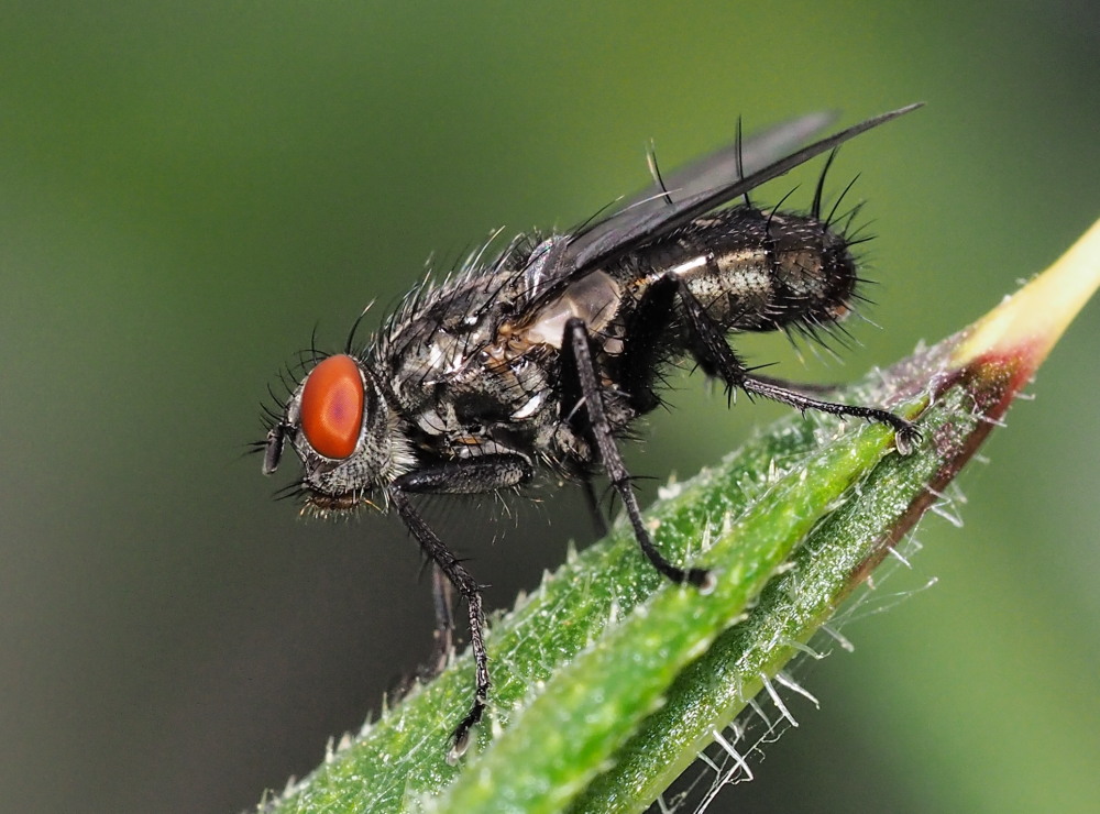 Sarcophaga sp. (Sarcophagidae)