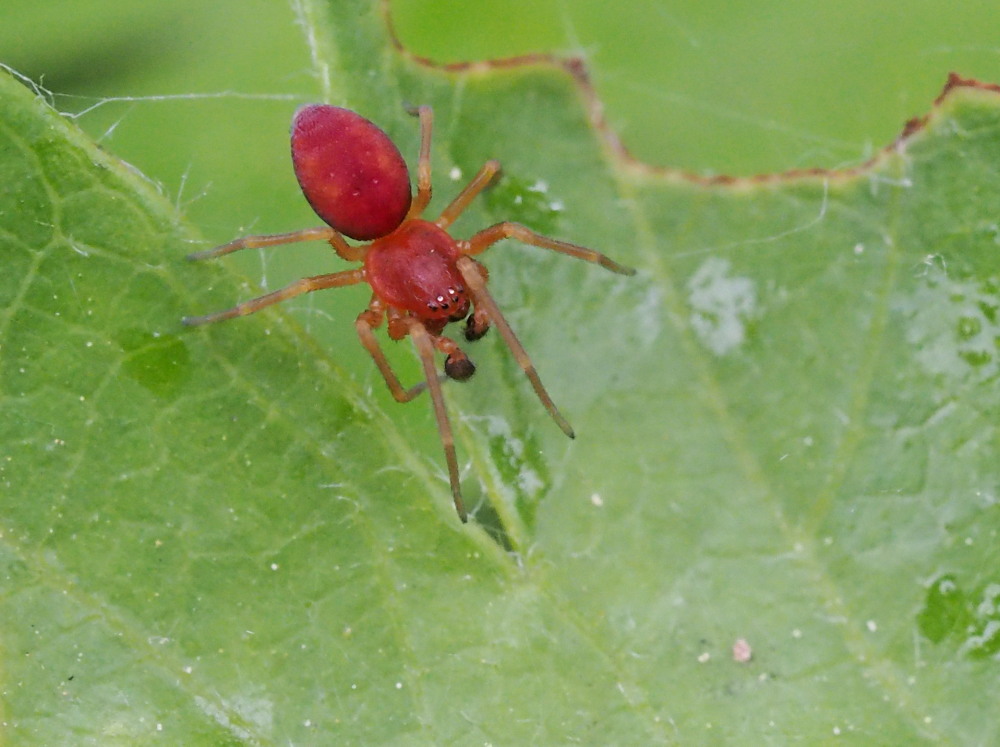 Nigma sp?  S, maschio  - Agugliano (N)