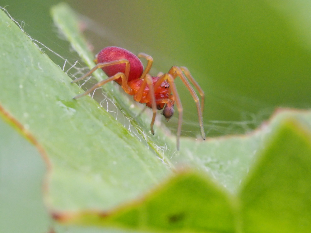 Nigma sp?  S, maschio  - Agugliano (N)