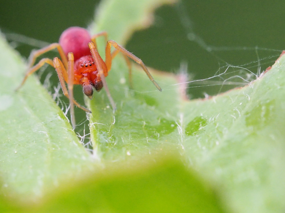 Nigma sp?  S, maschio  - Agugliano (N)