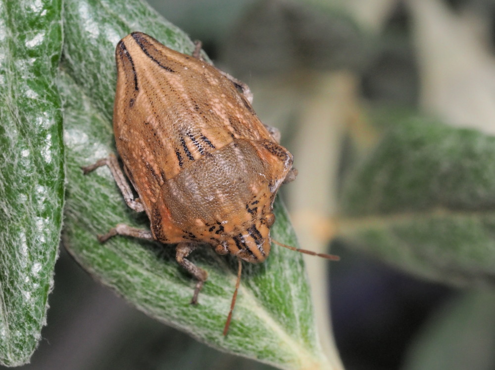 Scutelleridae: Odontotarsus robustus