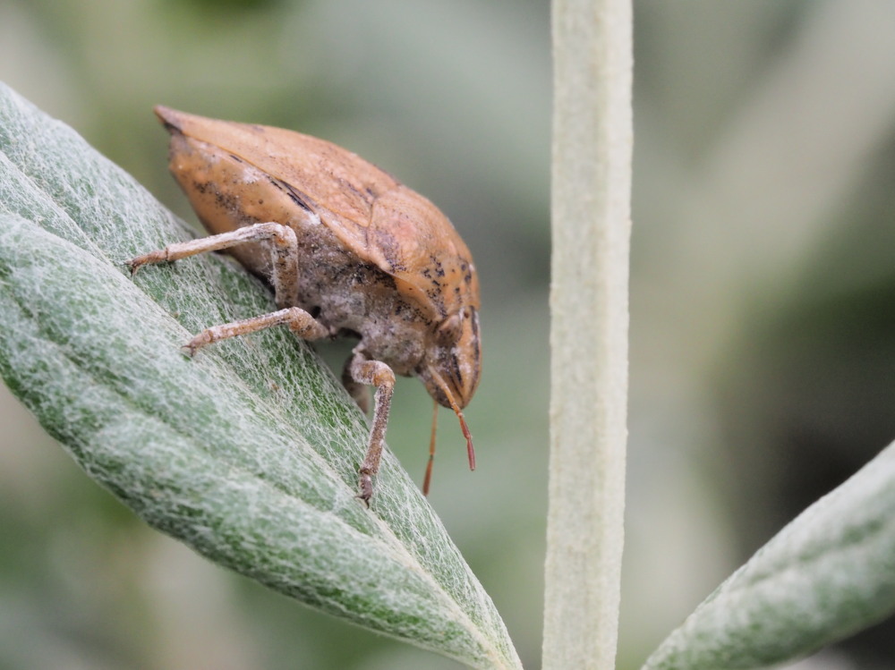 Scutelleridae: Odontotarsus robustus