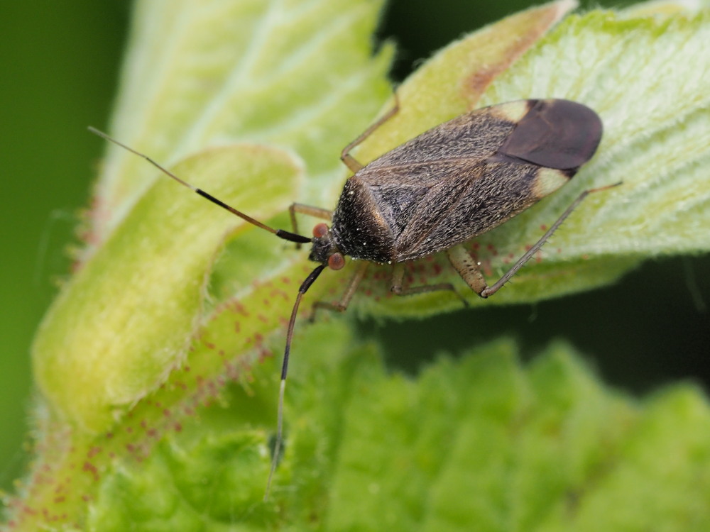 Miridae: Closterotomus annulus