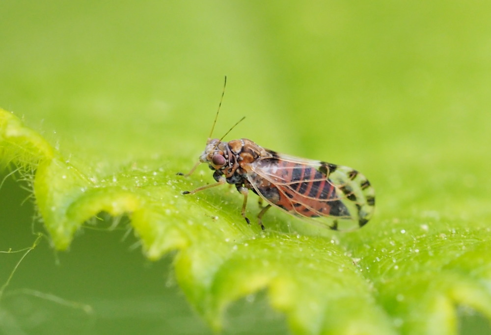 Psillidae: Cacopsylla pulchella?  S  !